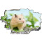 Sticker mural Hamster - miniature