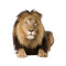 Sticker mural Lion 90x77 cm - miniature